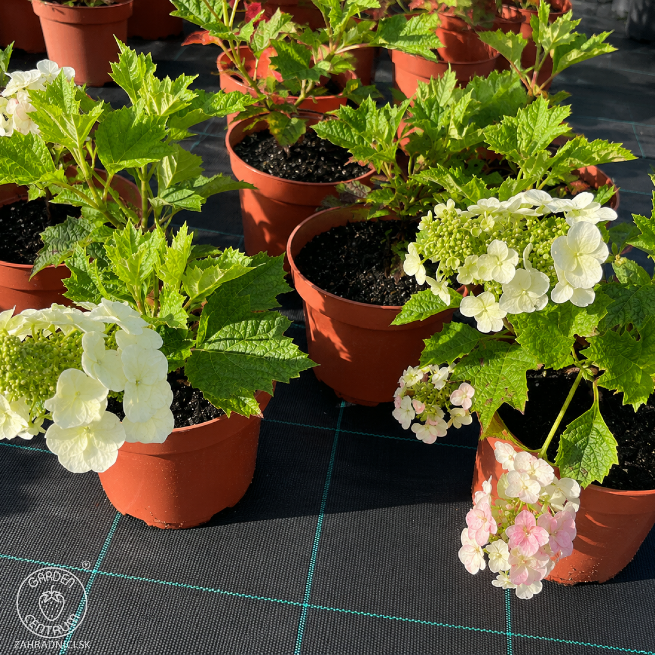 Obrázok Hortenzia dubolistá (Hydrangea quercifolia) ‘RUBY SLIPPERS’ - výška 20-30 cm, kont. C2L